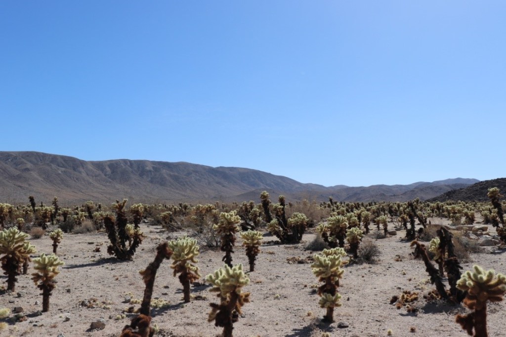 Joshua Tree NP | ©Julie H.