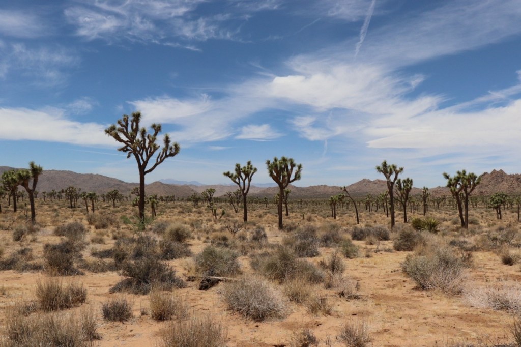 Joshua Tree National Park | ©Julie H.